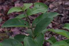 Vangueria