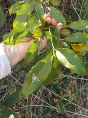 Cryptocarya