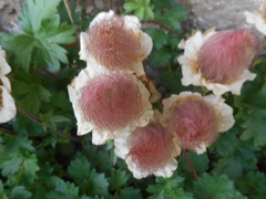 Geum reptans