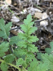 Phacelia ramosissima