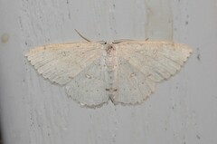 Cyclophora pendulinaria