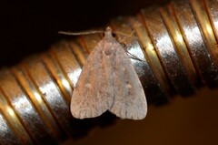 Idia diminuendis