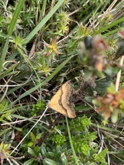 Anachloris subochraria
