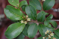 Psorospermum