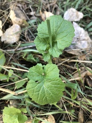 Hirschfeldia incana