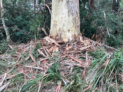 Eucalyptus racemosa