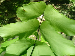 Adiantum macrophyllum