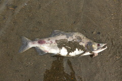 Oncorhynchus gorbuscha