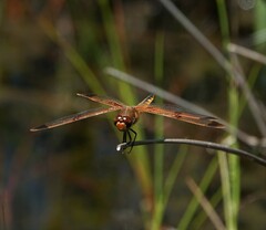 Libellula semifasciata