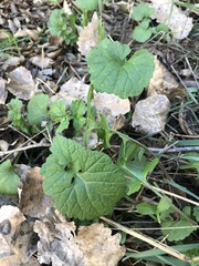 Hirschfeldia incana