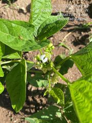 Phaseolus vulgaris