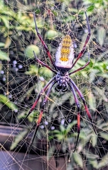 Trichonephila inaurata