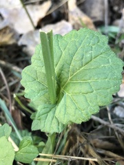 Hirschfeldia incana