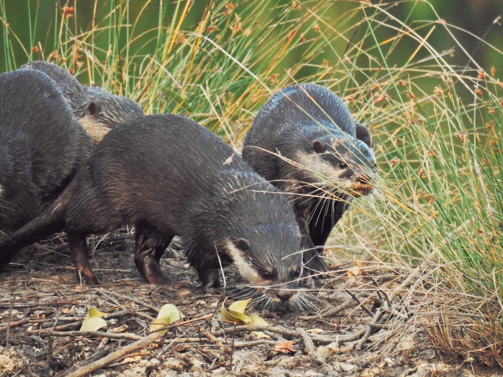 Oriental Small-clawed Otter