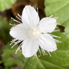 Rubus dalibarda