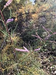 Tamarix chinensis