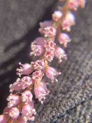 Tamarix chinensis