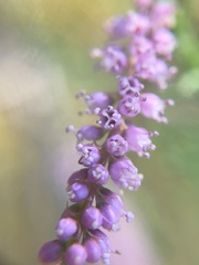 Tamarix chinensis