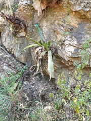 Asplenium australasicum