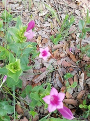 Spigelia scabrella