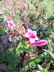 Spigelia scabrella