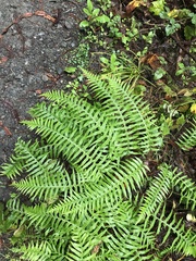 Polypodium glycyrrhiza