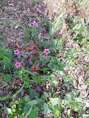 Spigelia scabrella