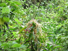 Muehlenbeckia tamnifolia