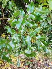 Stigmella anomalella