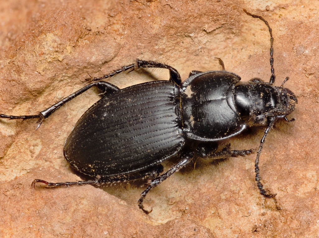 Cyclotrachelus seximpressus