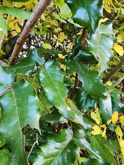 Stigmella anomalella