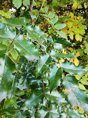 Stigmella anomalella