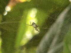 Cyrtophora cicatrosa