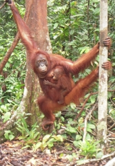 Pongo pygmaeus