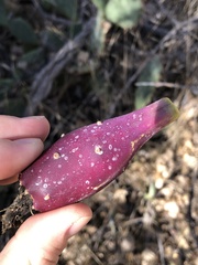 Opuntia