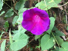 Ipomoea orizabensis