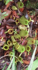 Nepenthes ampullaria
