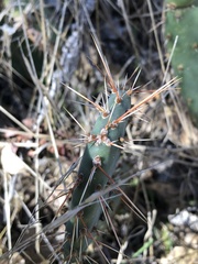 Opuntia