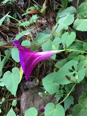 Ipomoea orizabensis