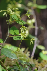 Secamone dewevrei elliptica