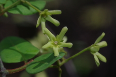 Secamone dewevrei elliptica