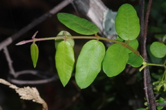 Secamone dewevrei elliptica