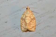 Adoxophyes negundana