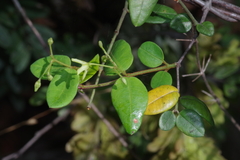 Secamone dewevrei elliptica