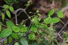 Secamone dewevrei elliptica