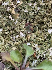 Cladonia peziziformis