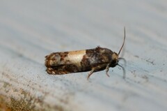 Epiblema tripartitana