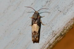 Epiblema tripartitana