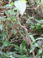 Munnozia