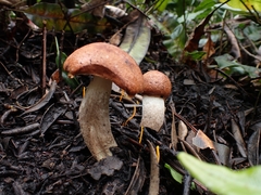 Leccinum monticola